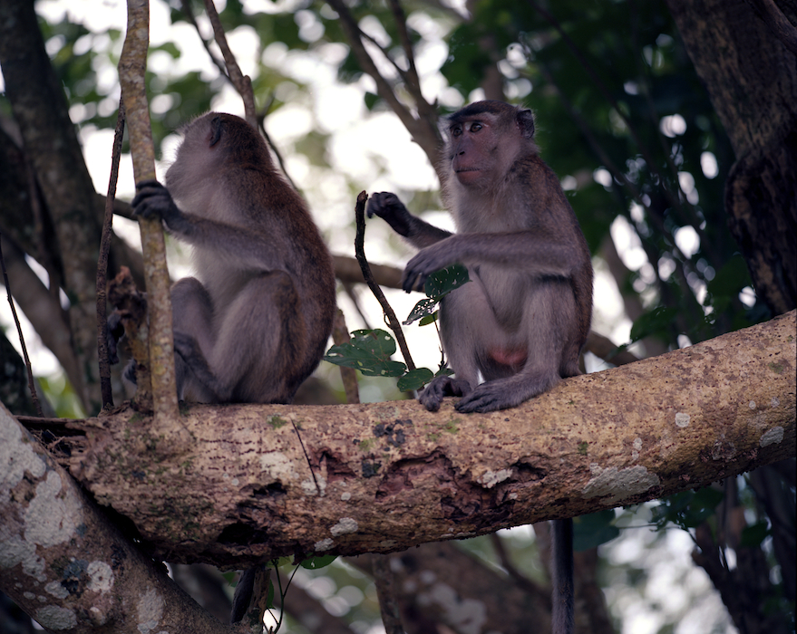 Bako National Park, Kuching, Sarawak