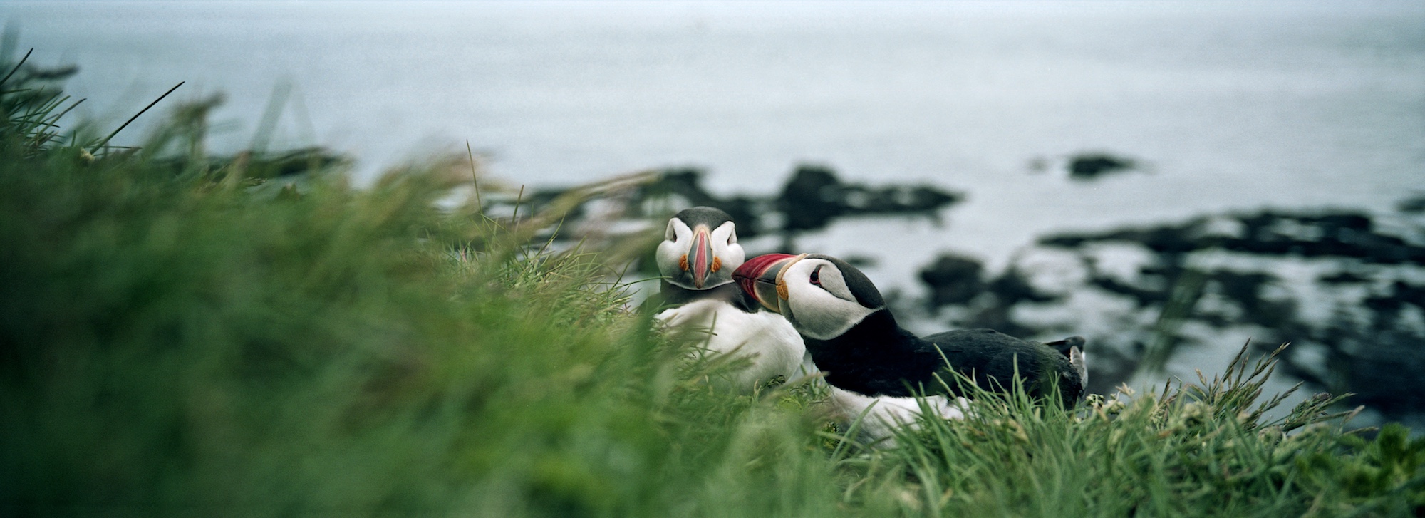 Látrabjarg, Westfjords