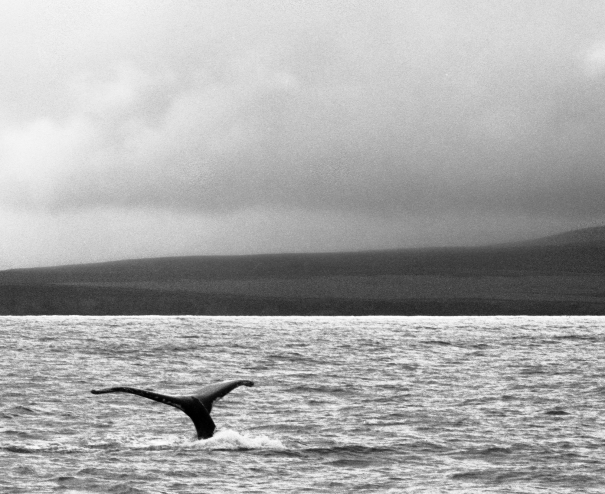 Húsavík, North Iceland