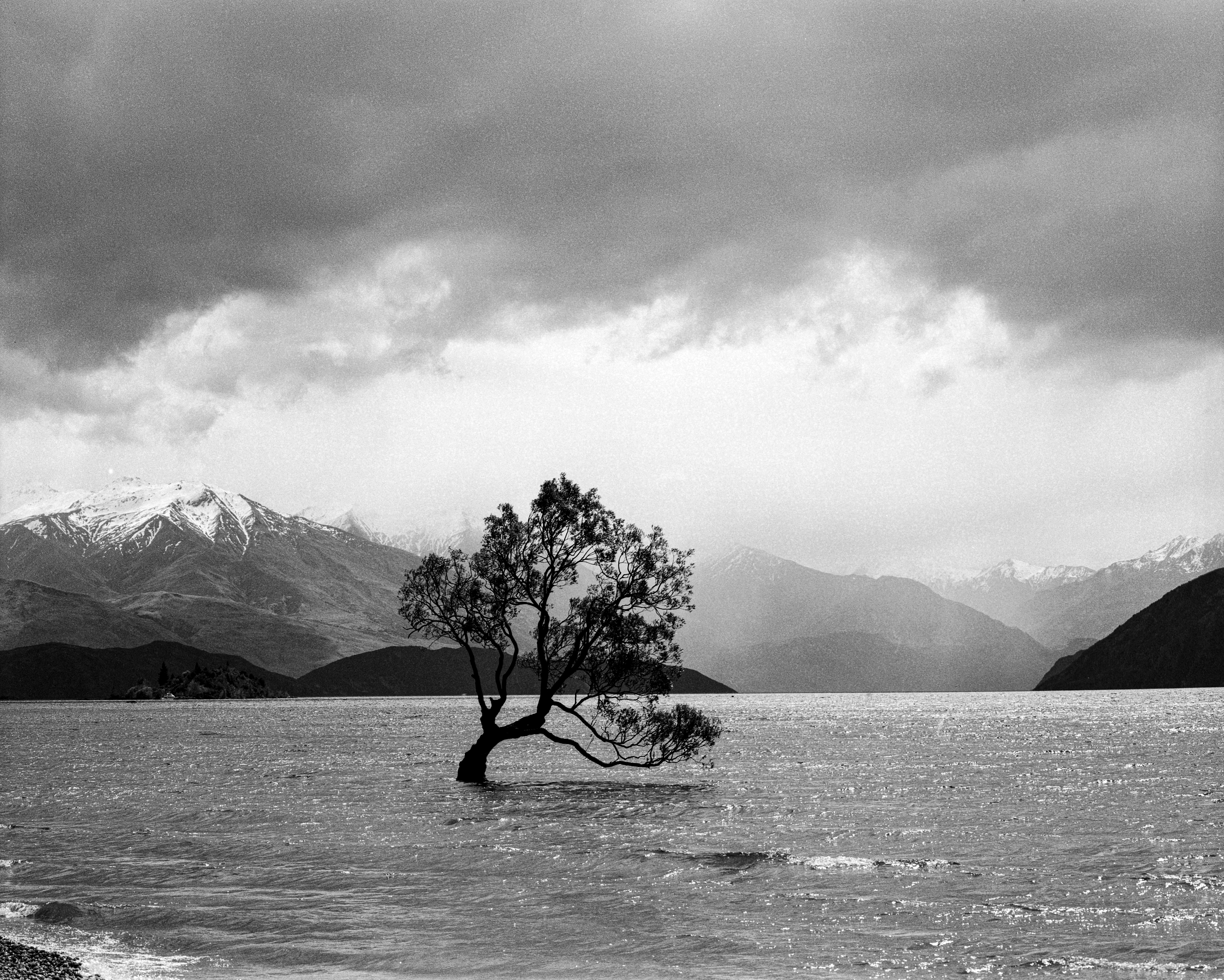 The Wanaka Tree, Wanaka, Otago, South Island