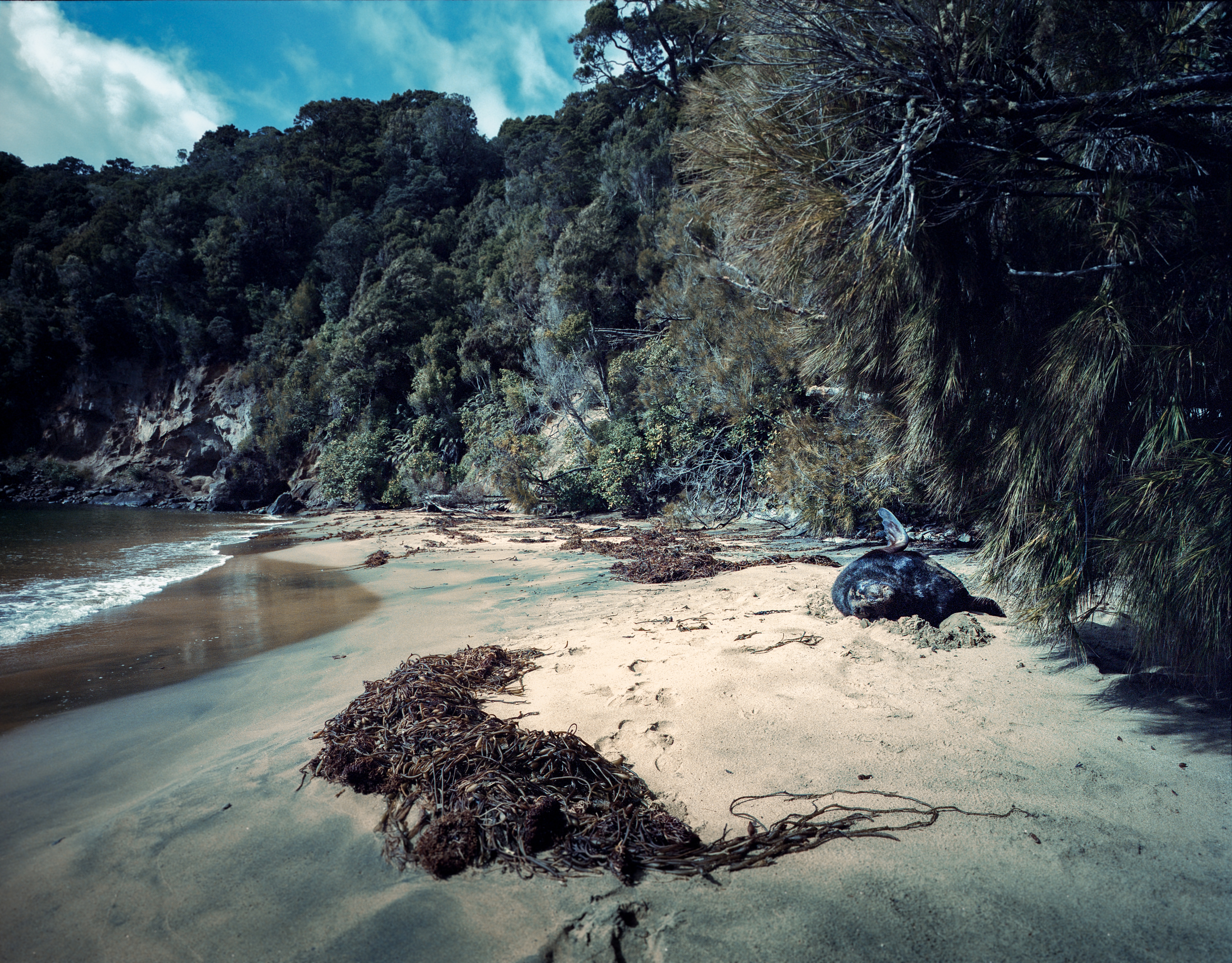 Sydney Cove, Ulva Island, Southland, South Island