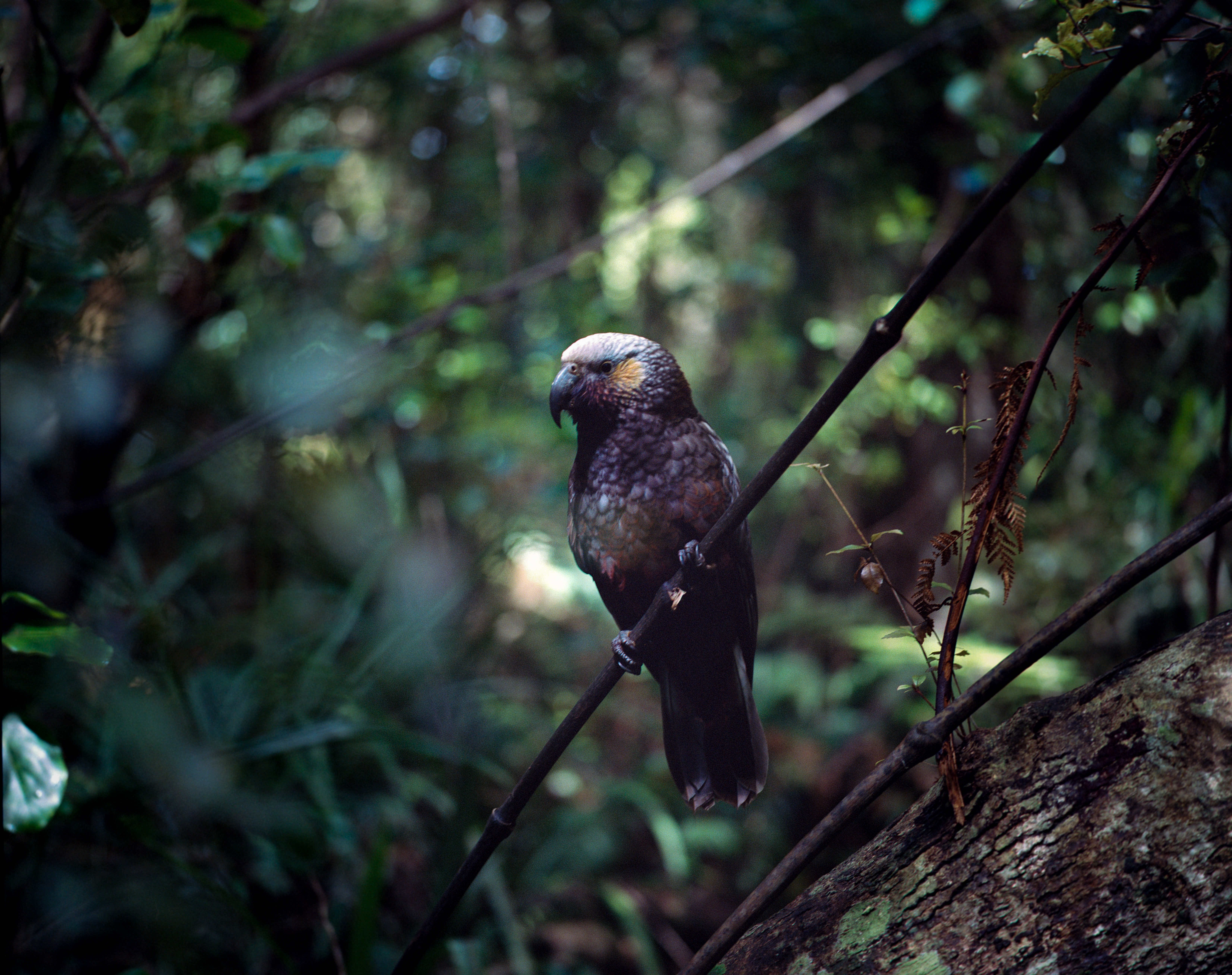 "Kaka", Ulva Island, Southland, South Island