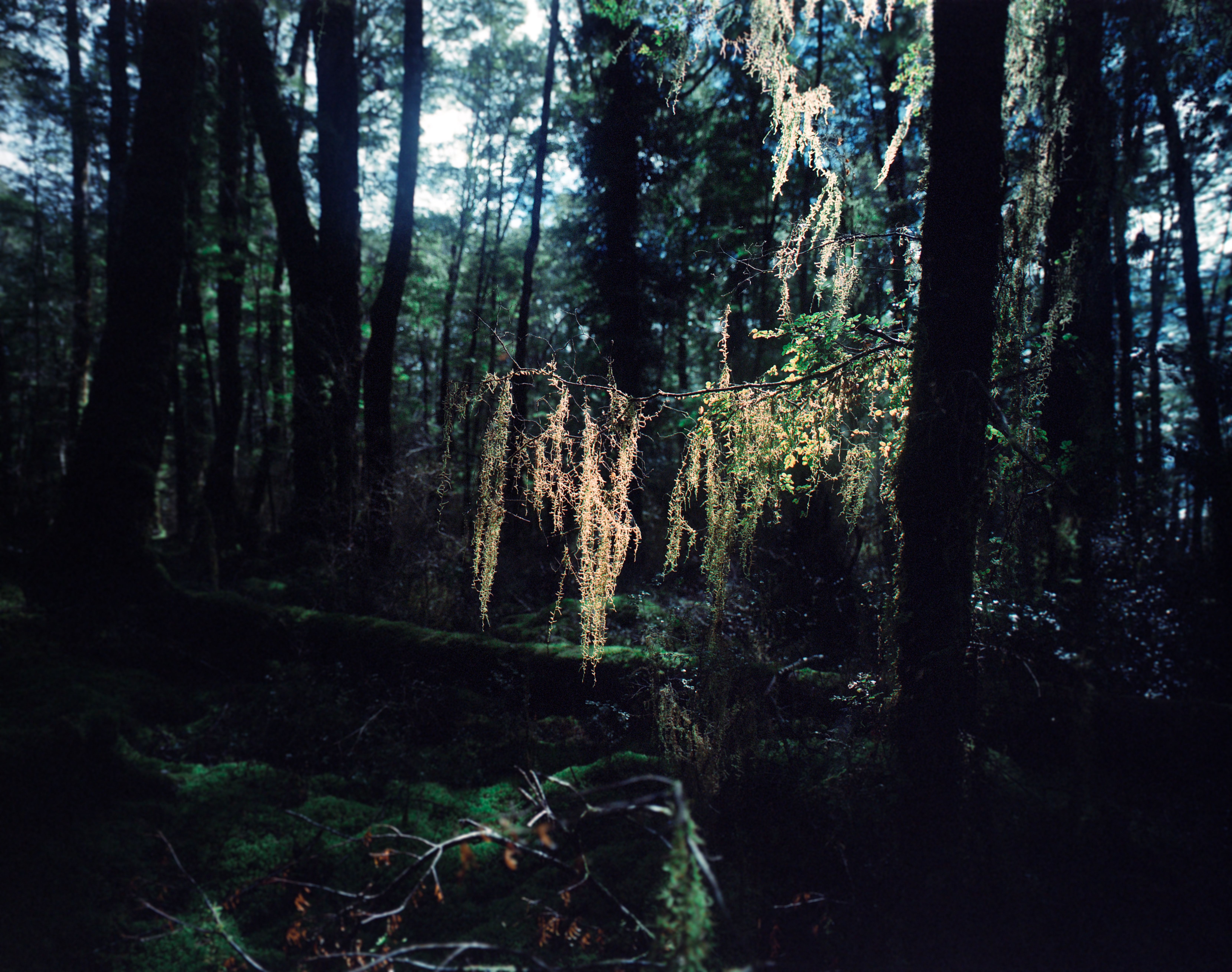 Brod Bay, Kepler Track, Fiordland, South Island