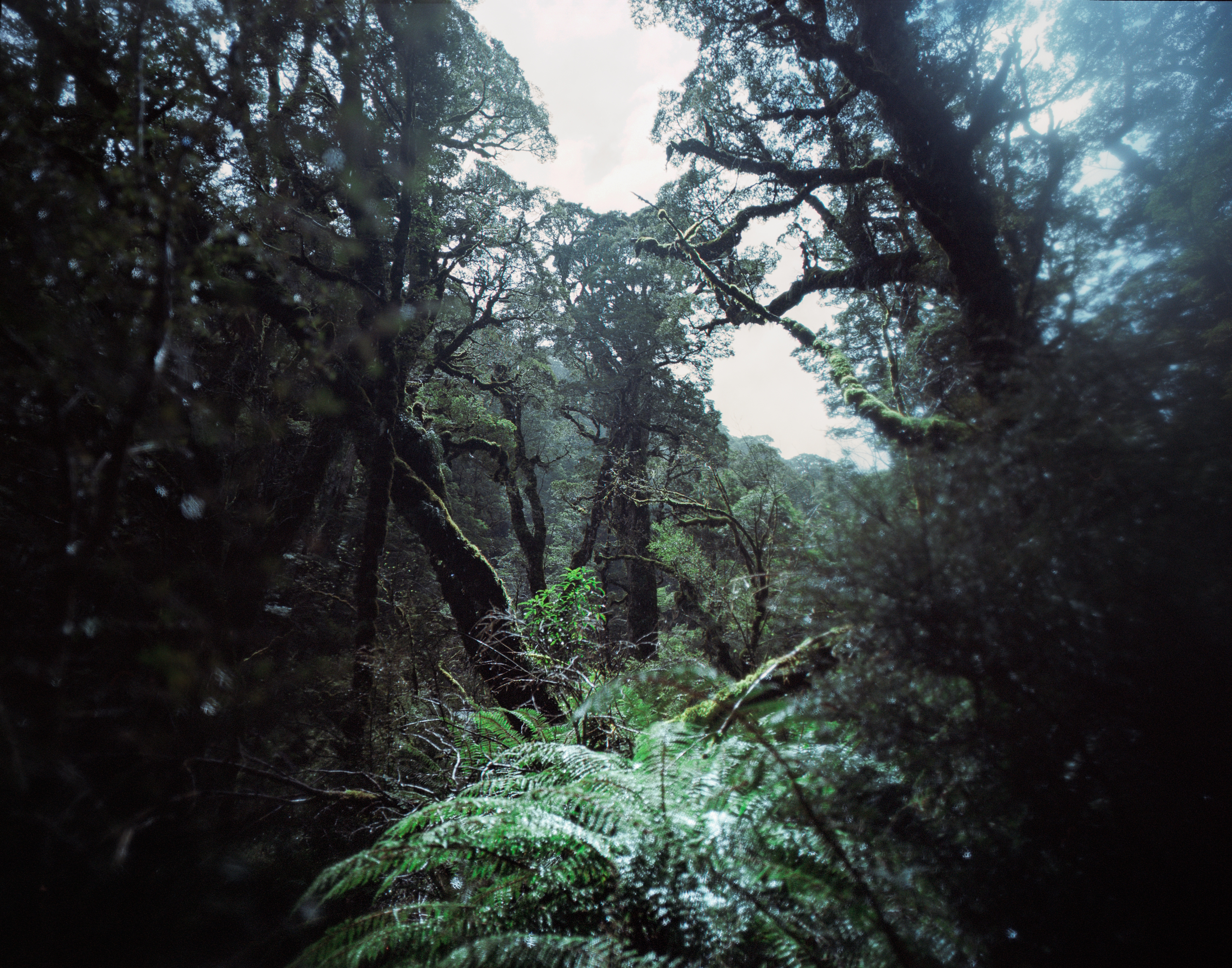 Iris Burn Hut, Kepler Track, Fiordland, South Island