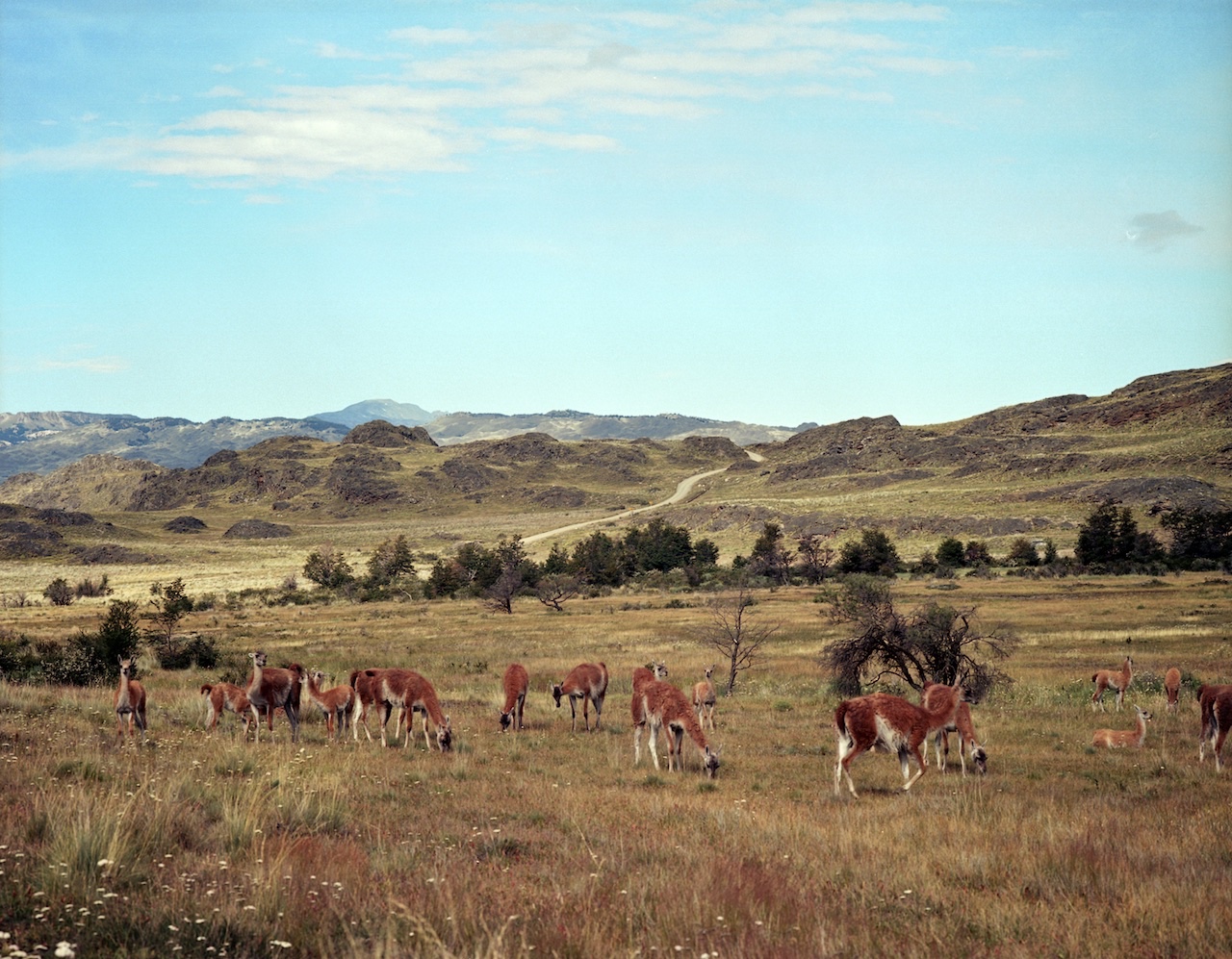 Chile, Northern Patagonia, Valle Chacabuco, Parque Nacional Patagonia