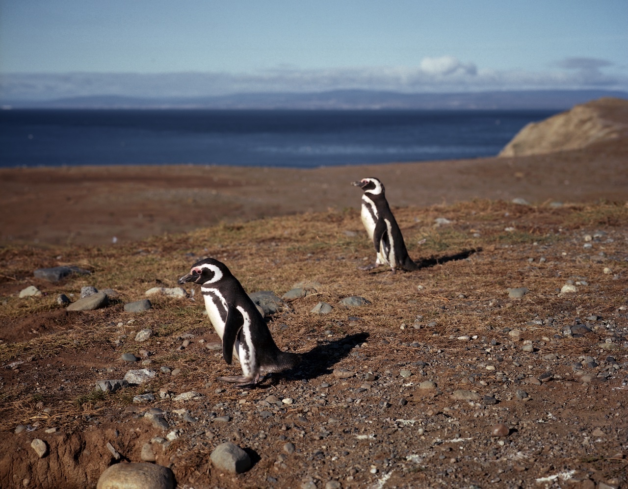 Chile, Southern Patagonia, Isla Magdalena, Monumento Natural Los Puinguinos