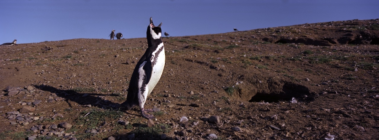 Chile, Southern Patagonia, Isla Magdalena, Monumento Natural Los Puinguinos