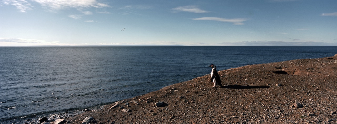 Chile, Southern Patagonia, Isla Magdalena, Monumento Natural Los Puinguinos